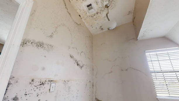 Best Water Damage & Mold Remediation  in Mission Viejo, CA