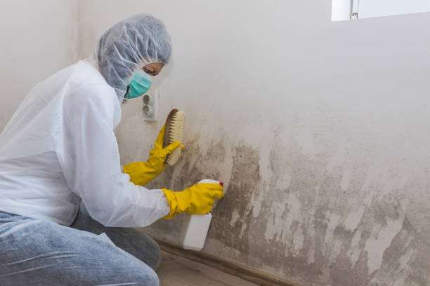 Best Attic Mold Removal  in Mission Viejo, CA