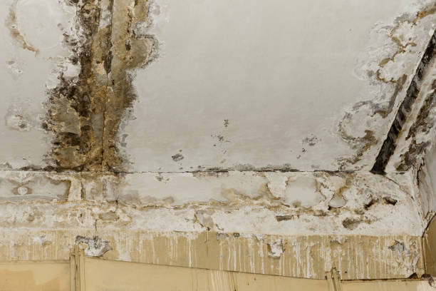 Best Mold Prevention Services  in Mission Viejo, CA