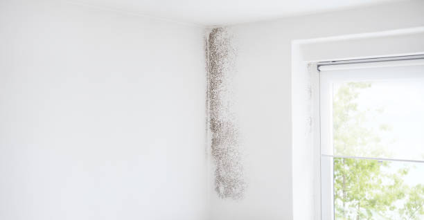 Best Emergency Mold Remediation  in Mission Viejo, CA