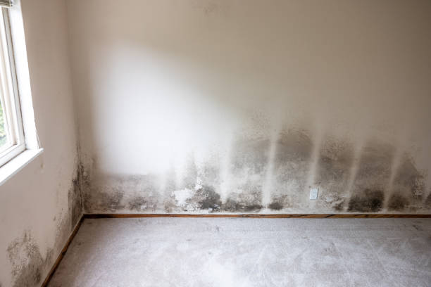 Best Flood Damage  in Mission Viejo, CA