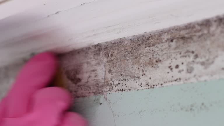Mold Remediation for Rental Properties in Mission Viejo, CA